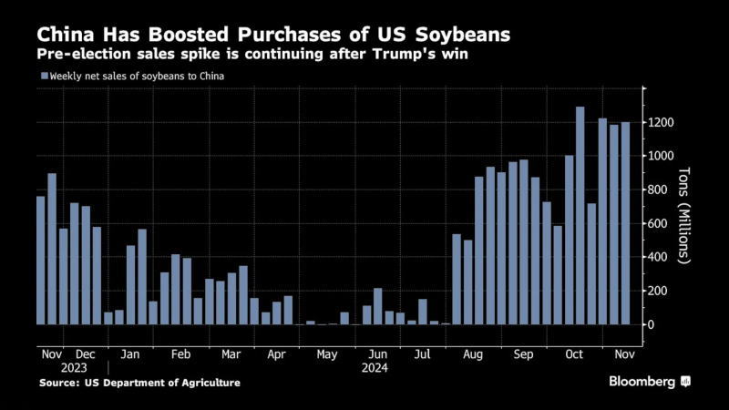随着特朗普当选，中国对美国大豆的进口不减反增