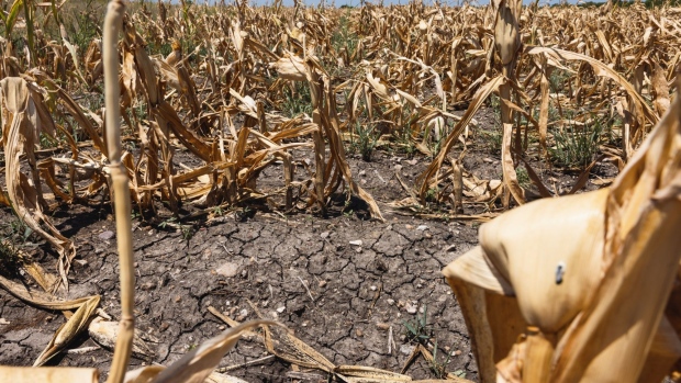 高温天气可能导致乌克兰本季玉米减产20-30%