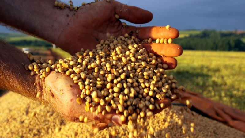 因国内需求和价格持续疲软，中国豆粕出口创下历史新高